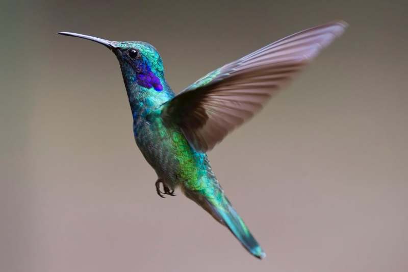 hummingbird with blue cap and emerald shoulders in flight